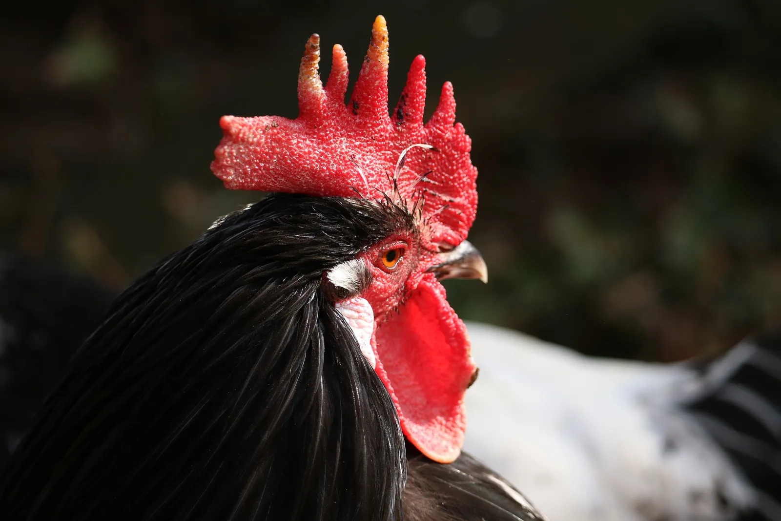 Lakenvelder Chickens