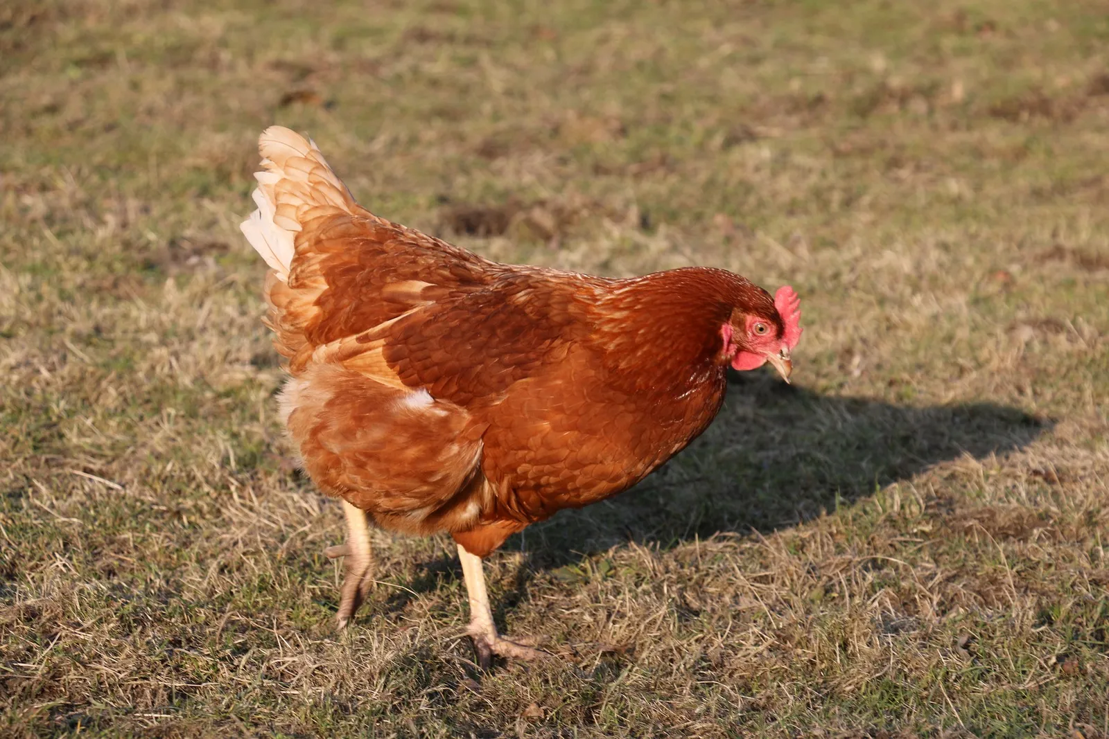 bedding for chickens