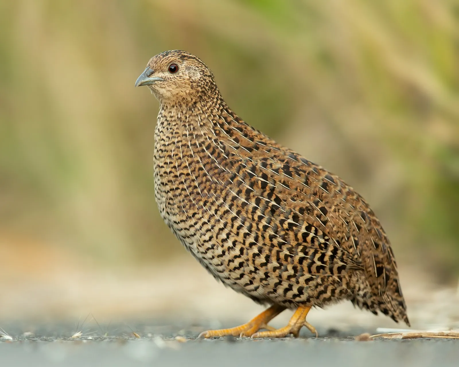 feeding quails