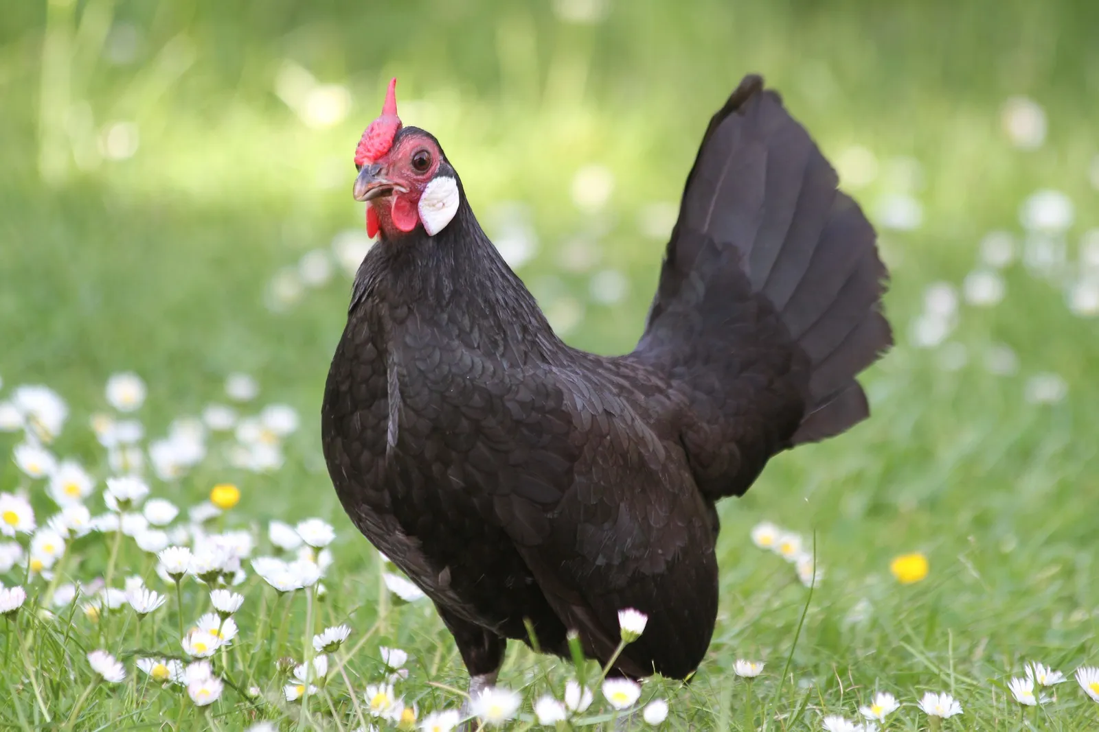 how many chickens per nesting box