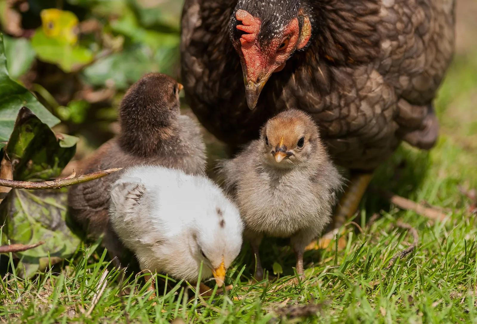 when can chicks go outside