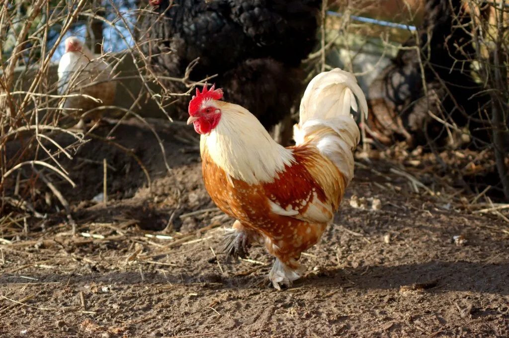 chicken run roof