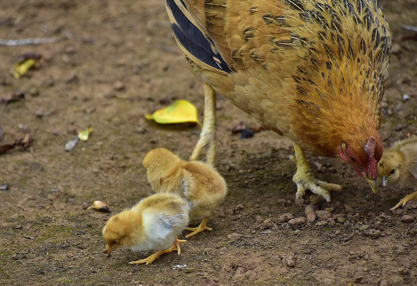 chicks bedding