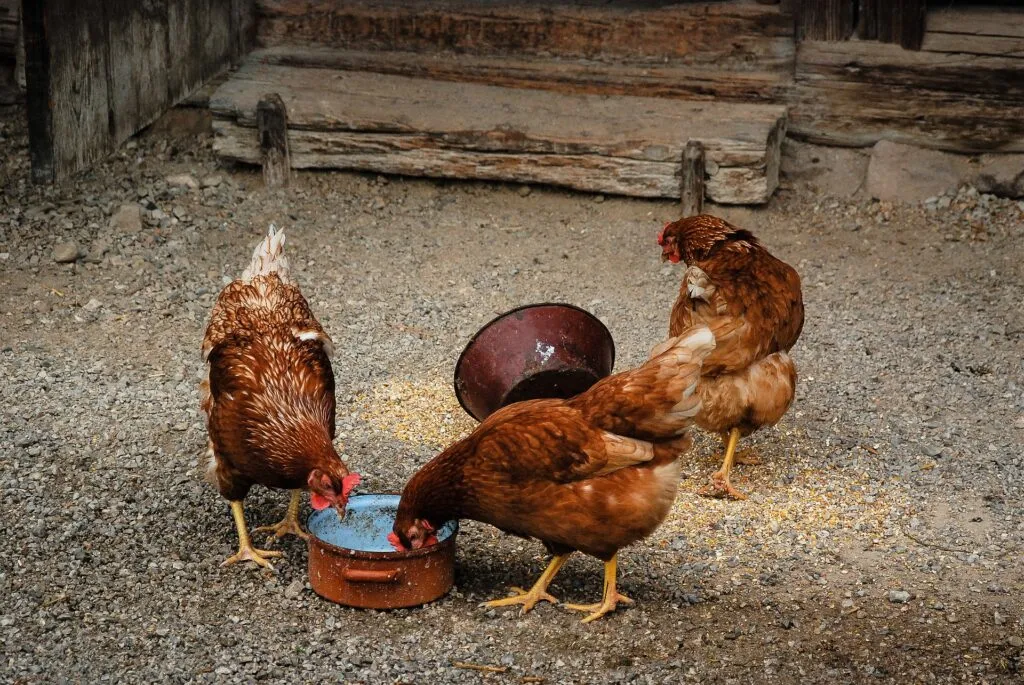dome chicken coop
