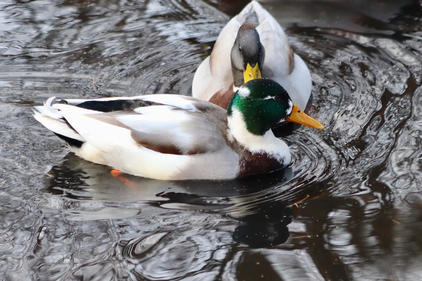 what can you feed ducks