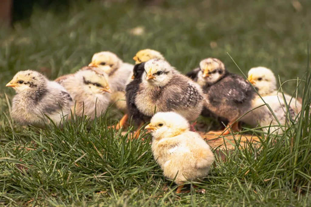 how long does it take to hatch chicken eggs