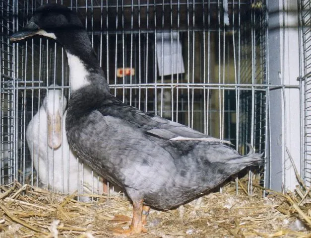 blue swedish duck