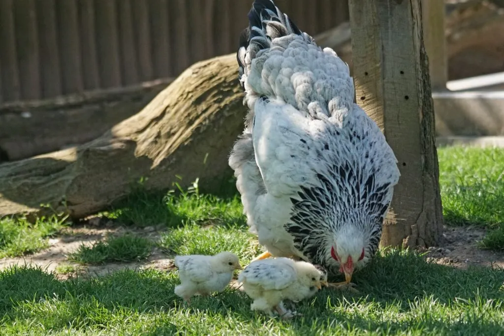 large chicken breeds