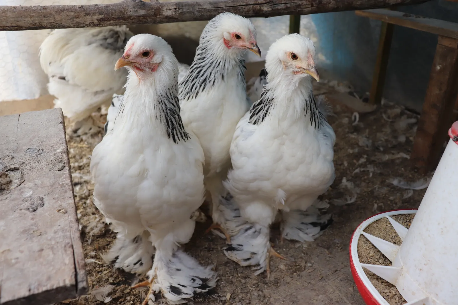 how to raise chickens for eggs