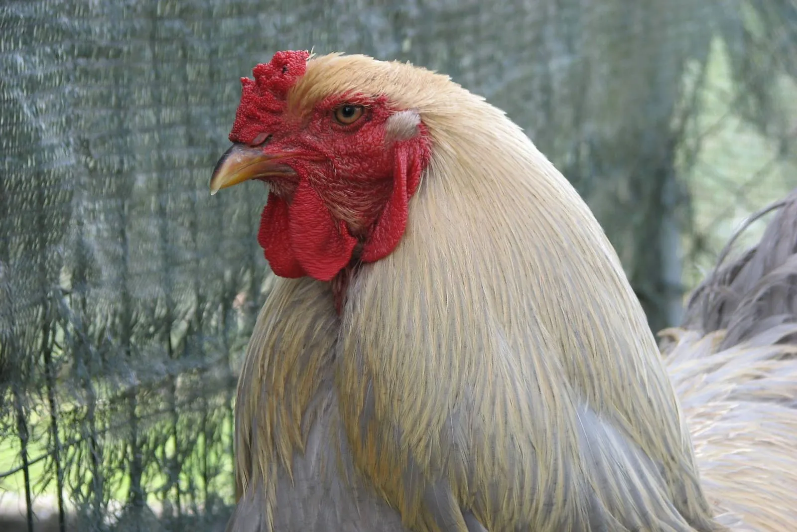 brahma roosters