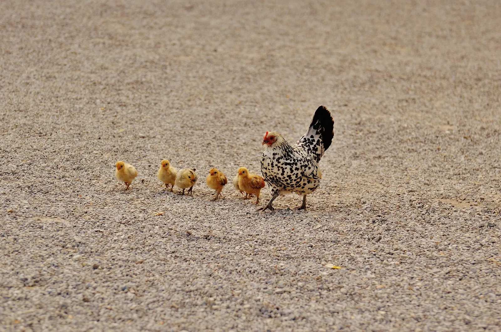 smallest chicken breed