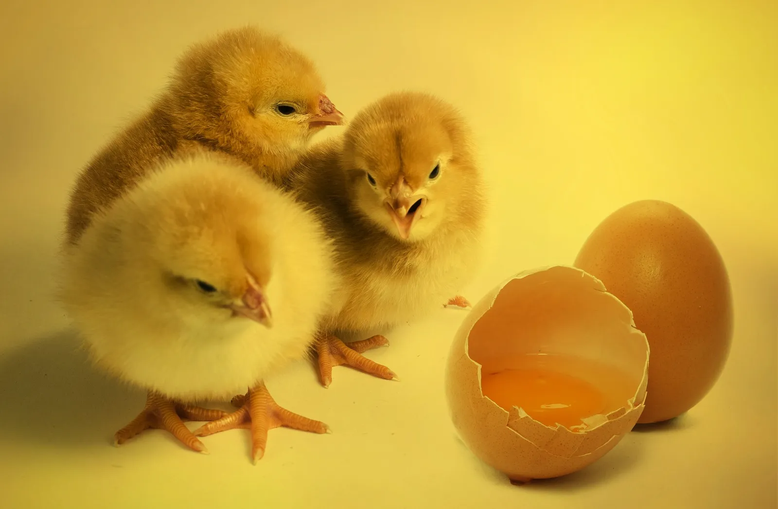 what is a brooder