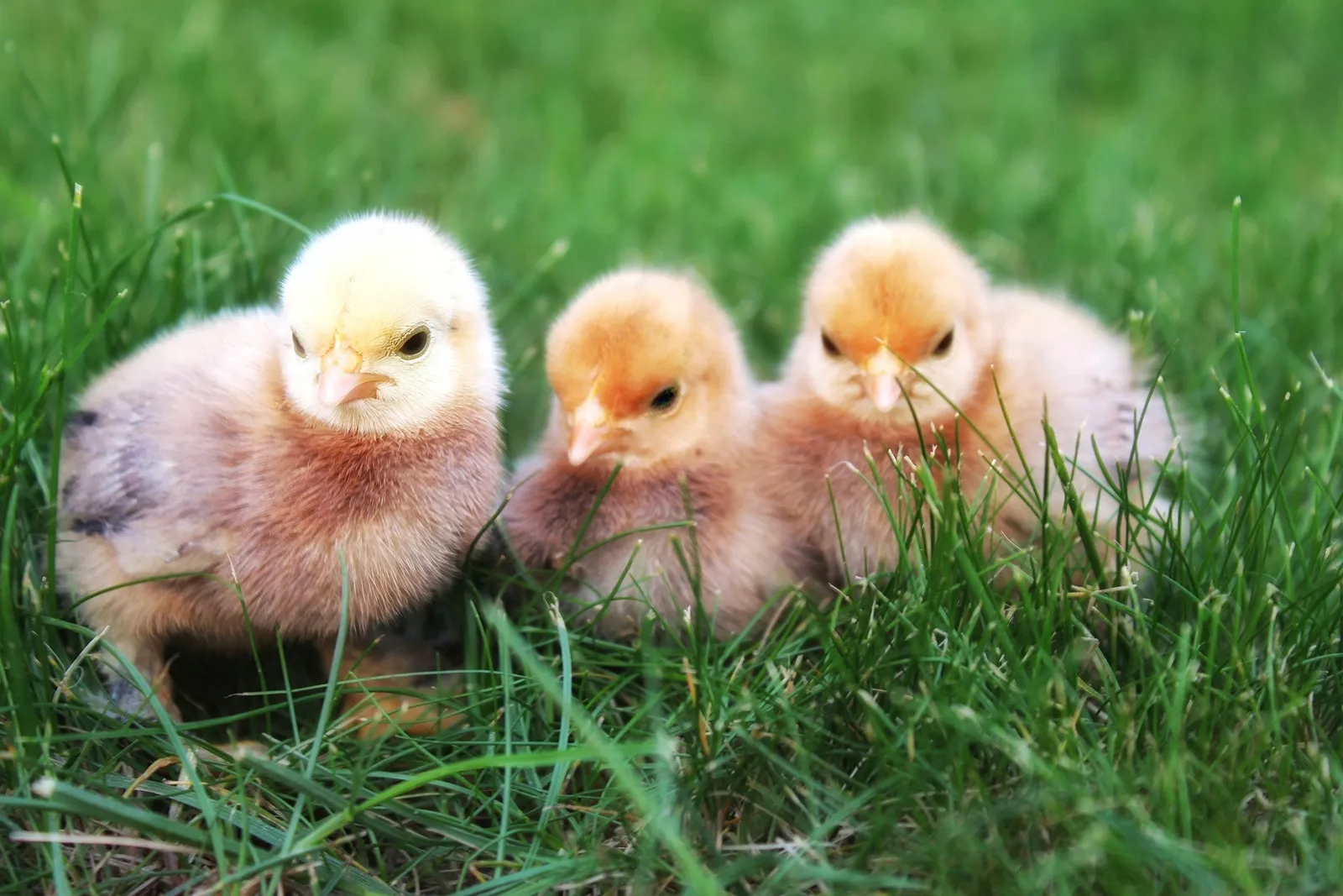 silkie chicken chicks