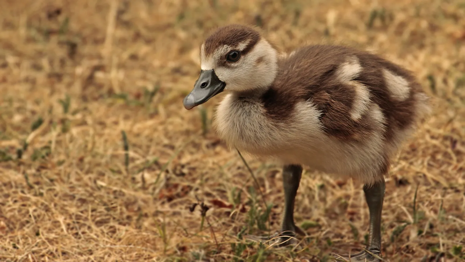 incubator for goose eggs