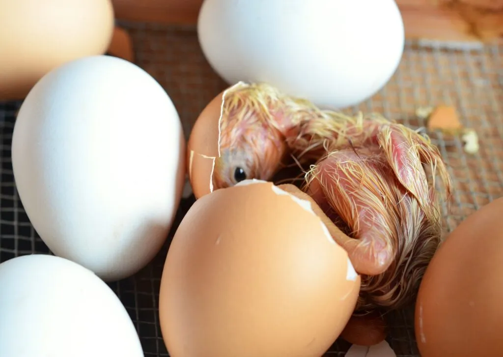 how eggs hatch