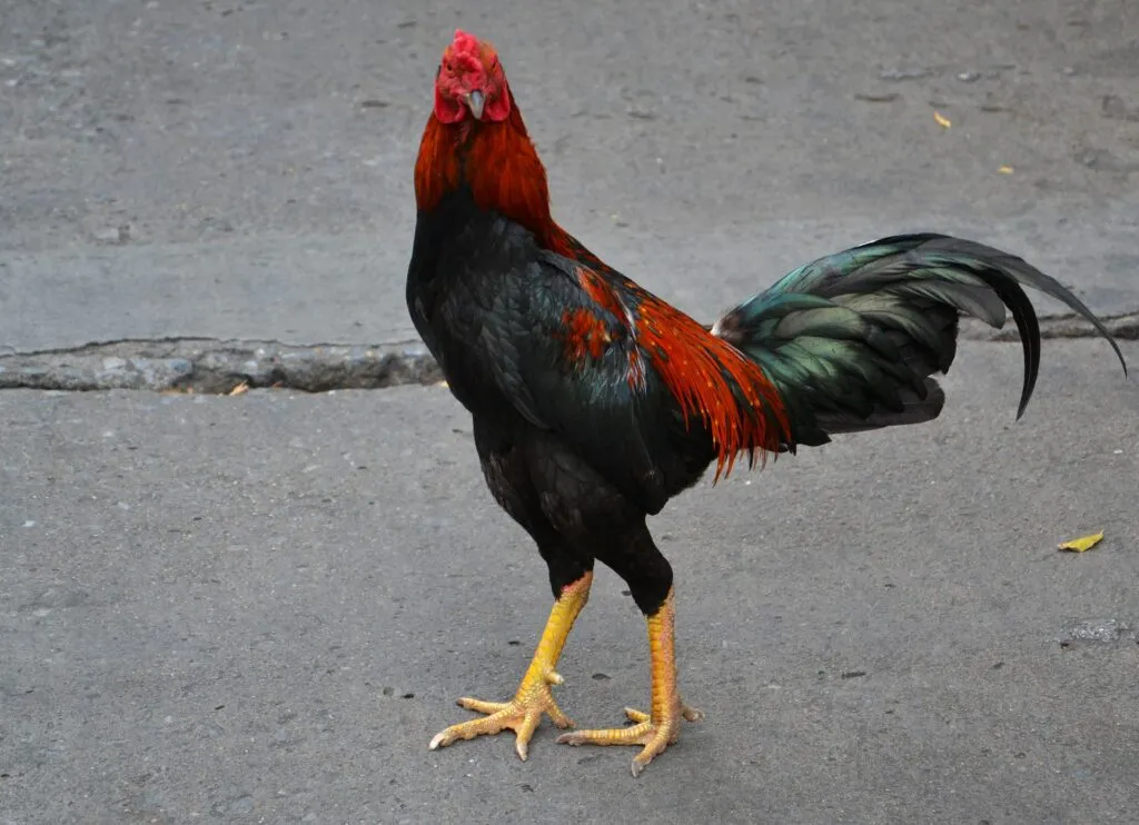 gamefowl feed