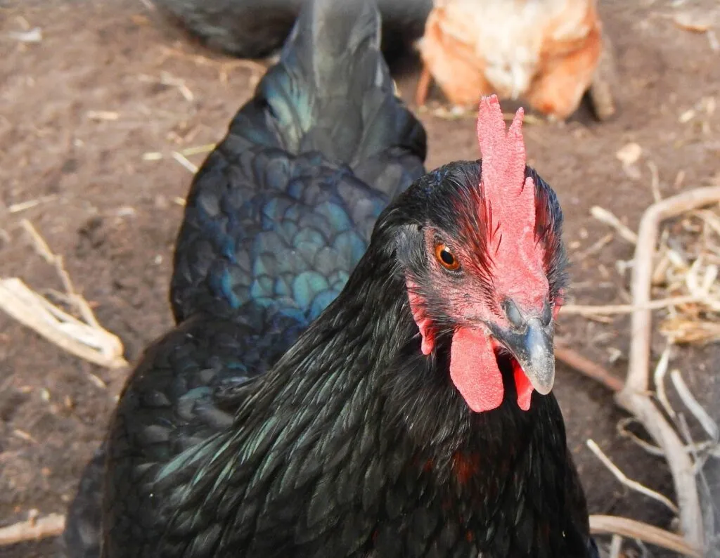 blue chickens