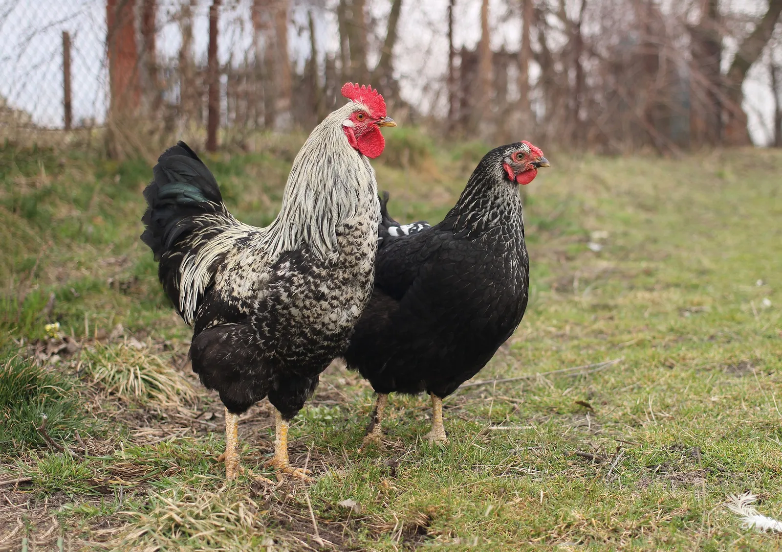 Funny Chicken Names