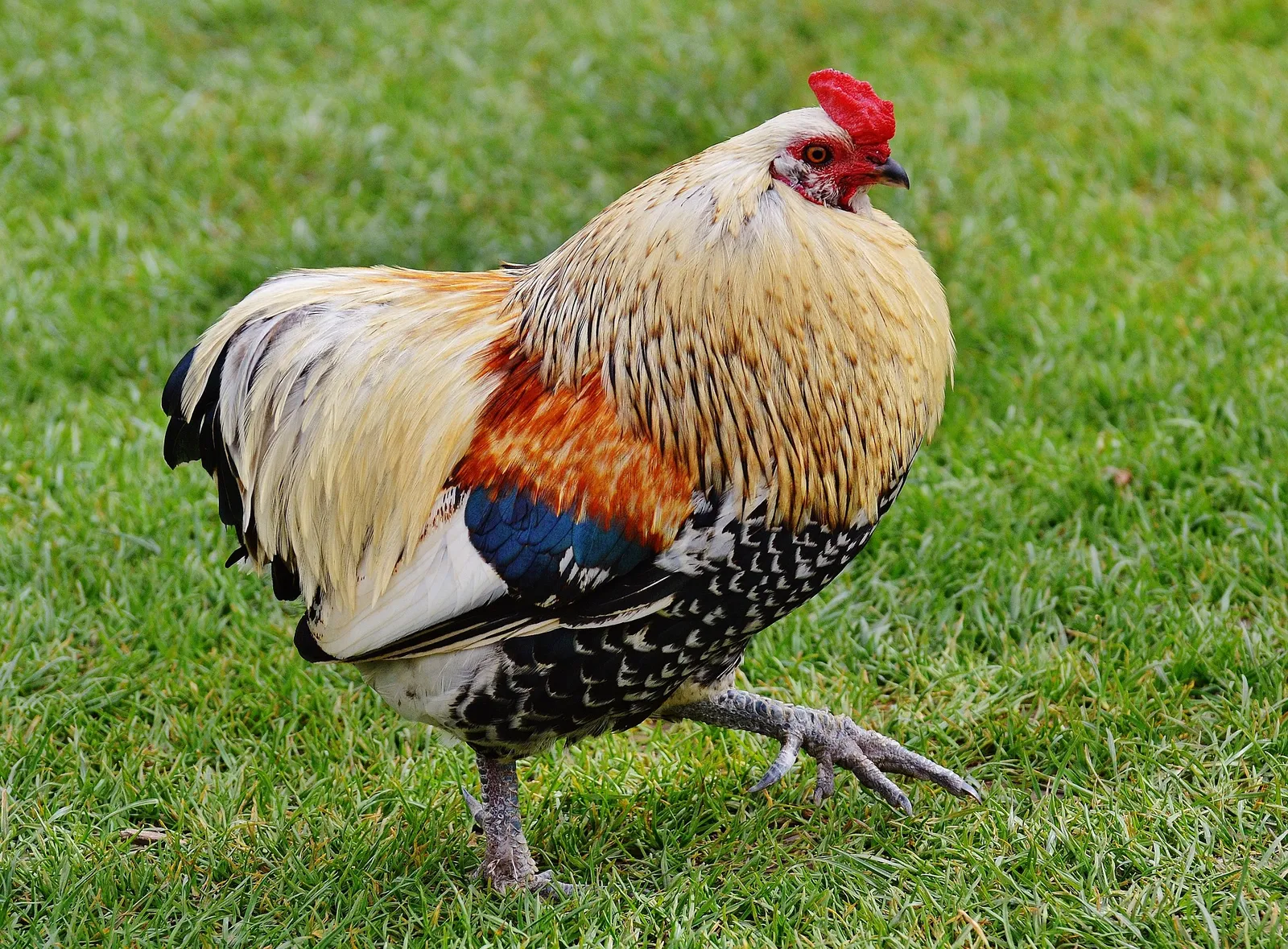 show chickens