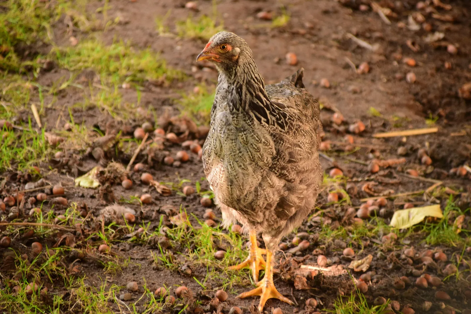 Chicken Diarrhea