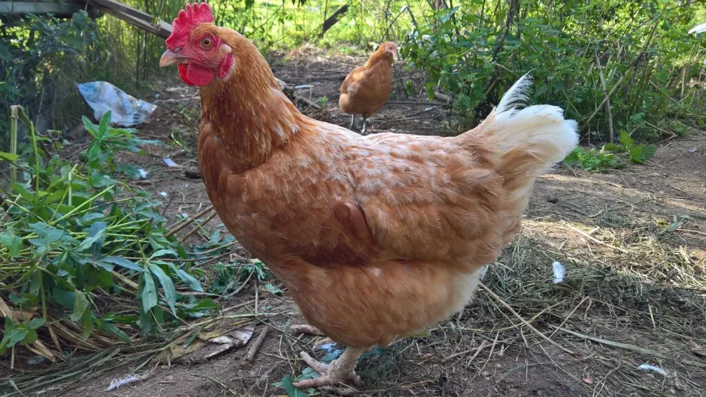 chicken manure in compost