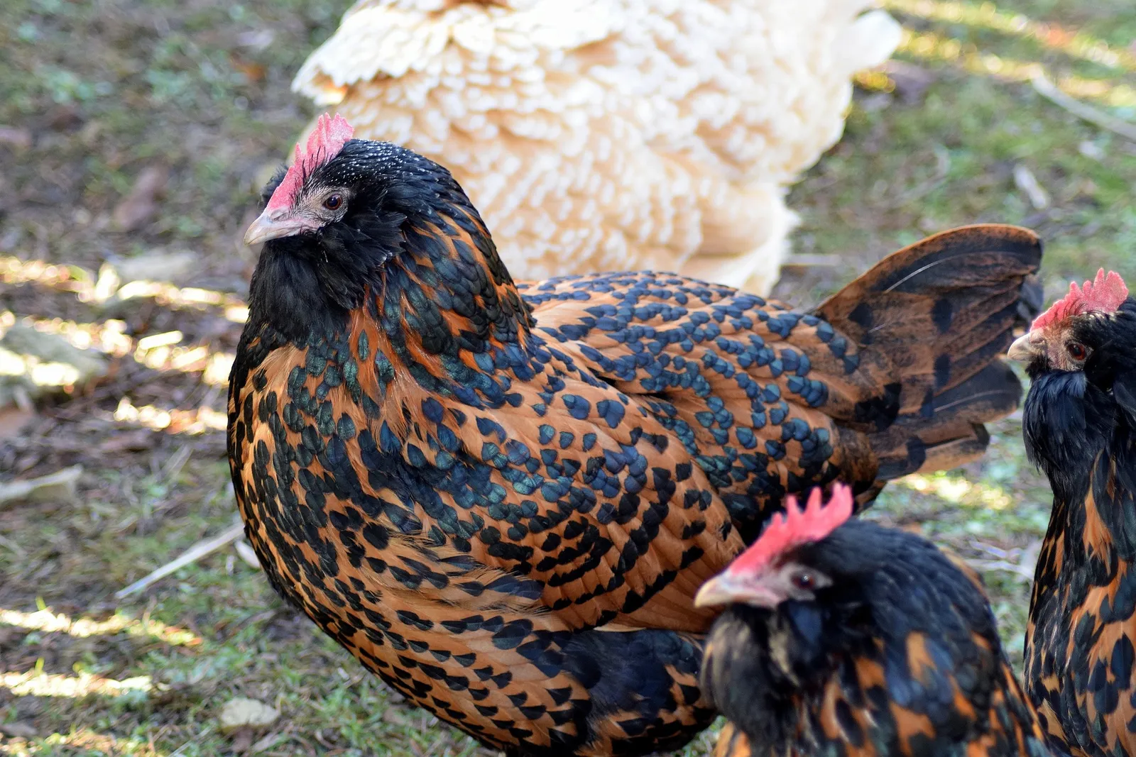 vinegar for chickens