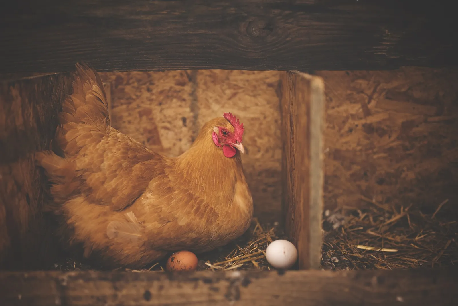 best nesting boxes for chickens