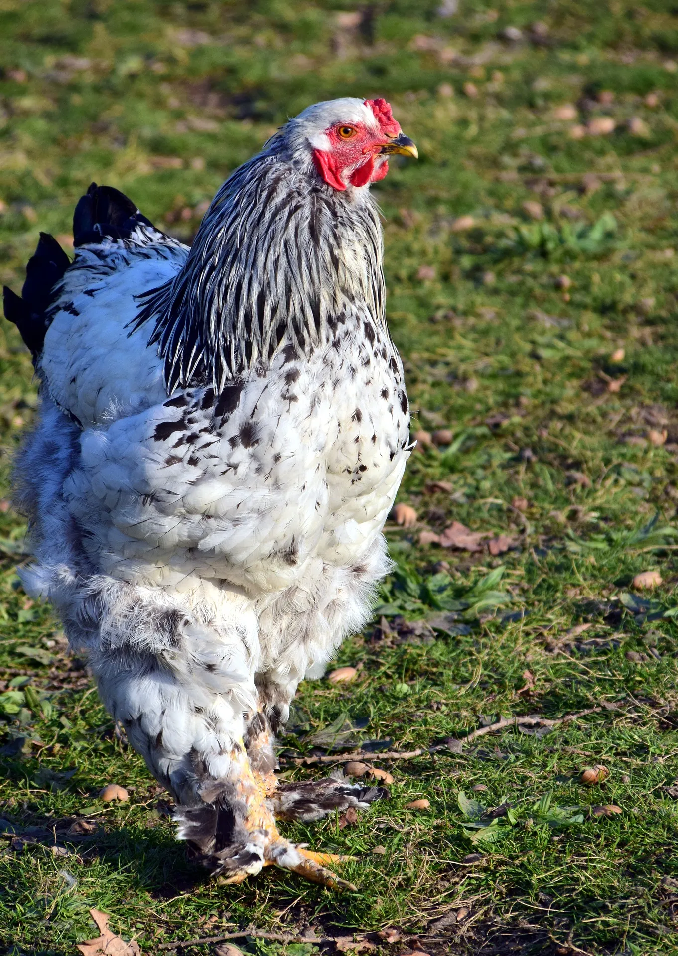 chickens moulting