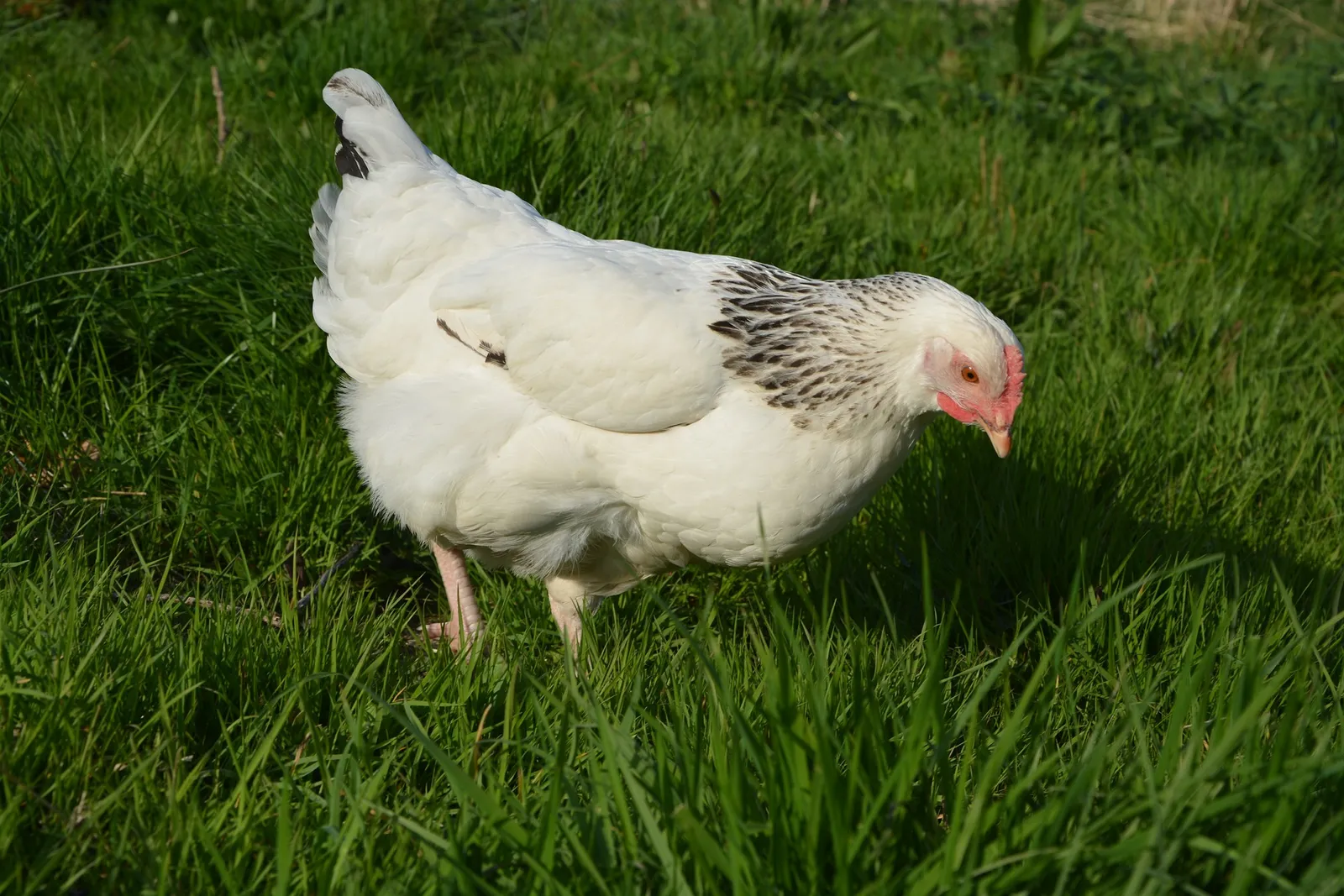 dual purpose chickens