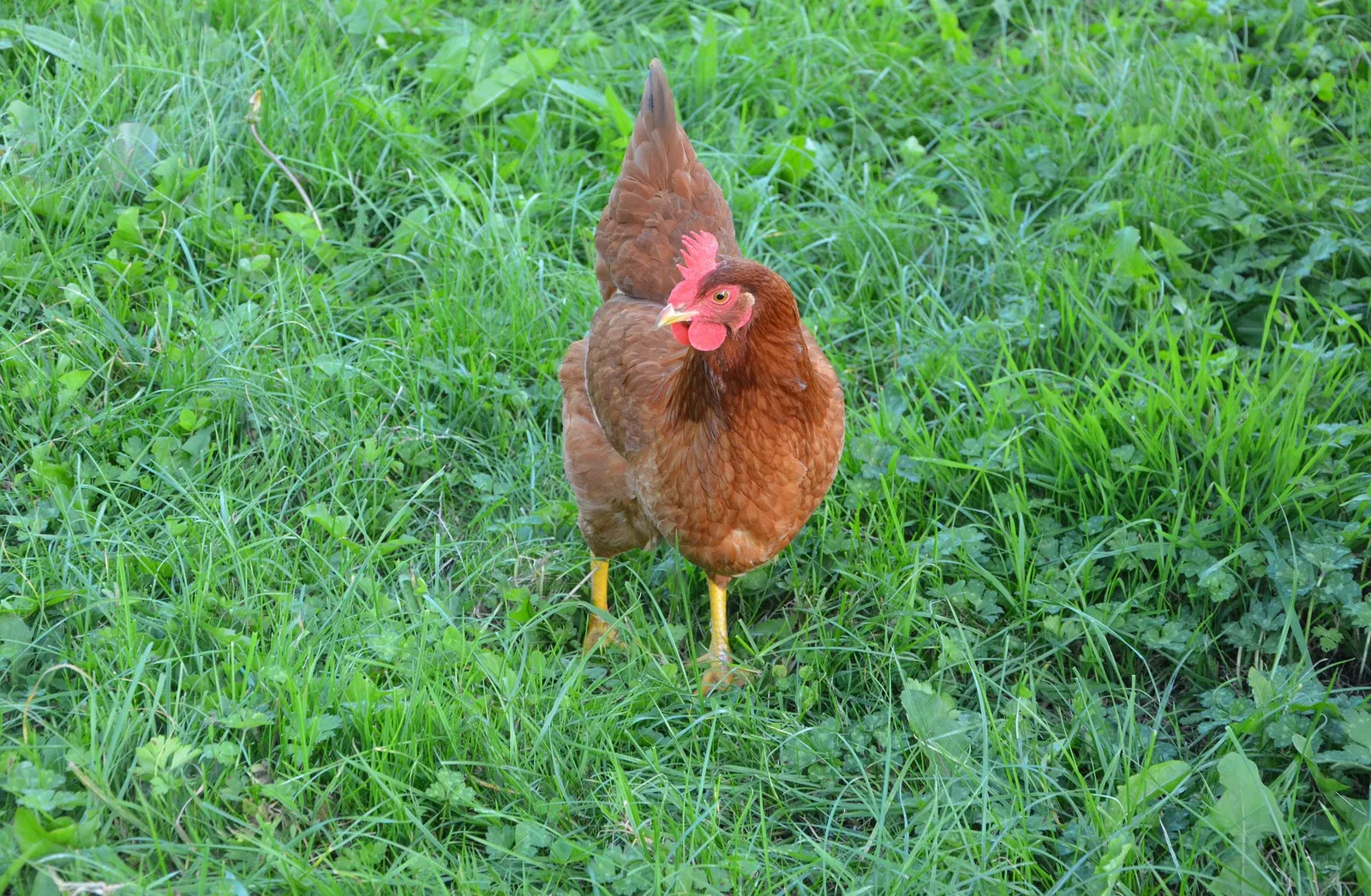 What to feed chickens to lay eggs?