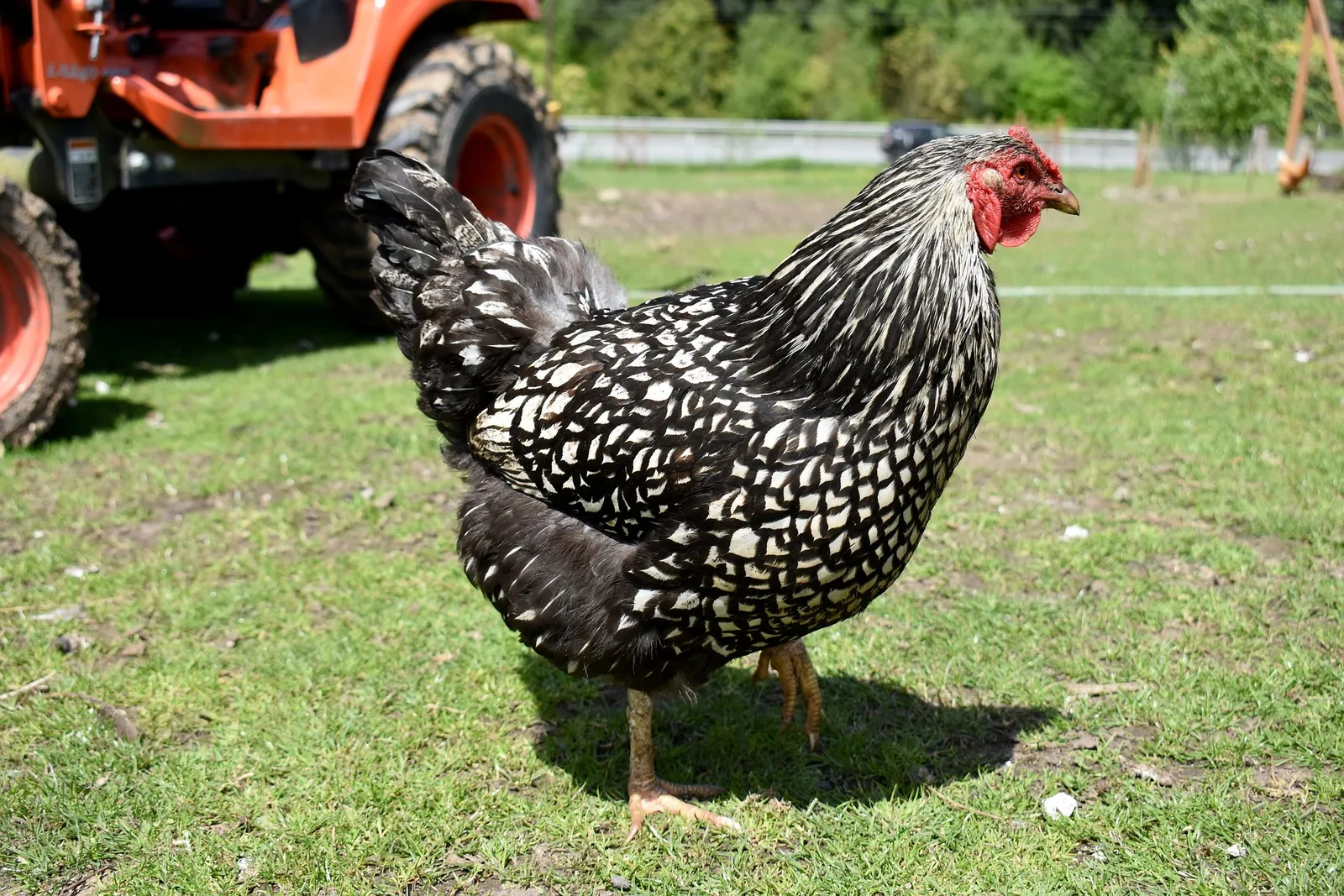 speckled chickens