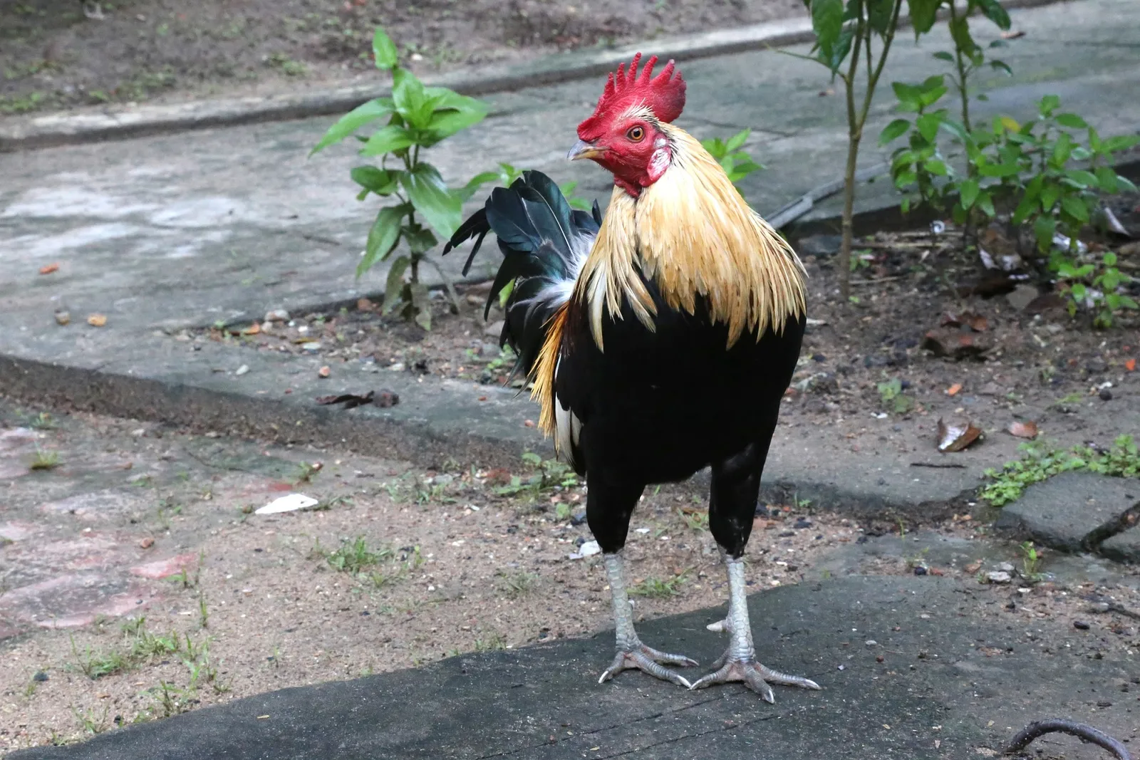 chicken manure in compost