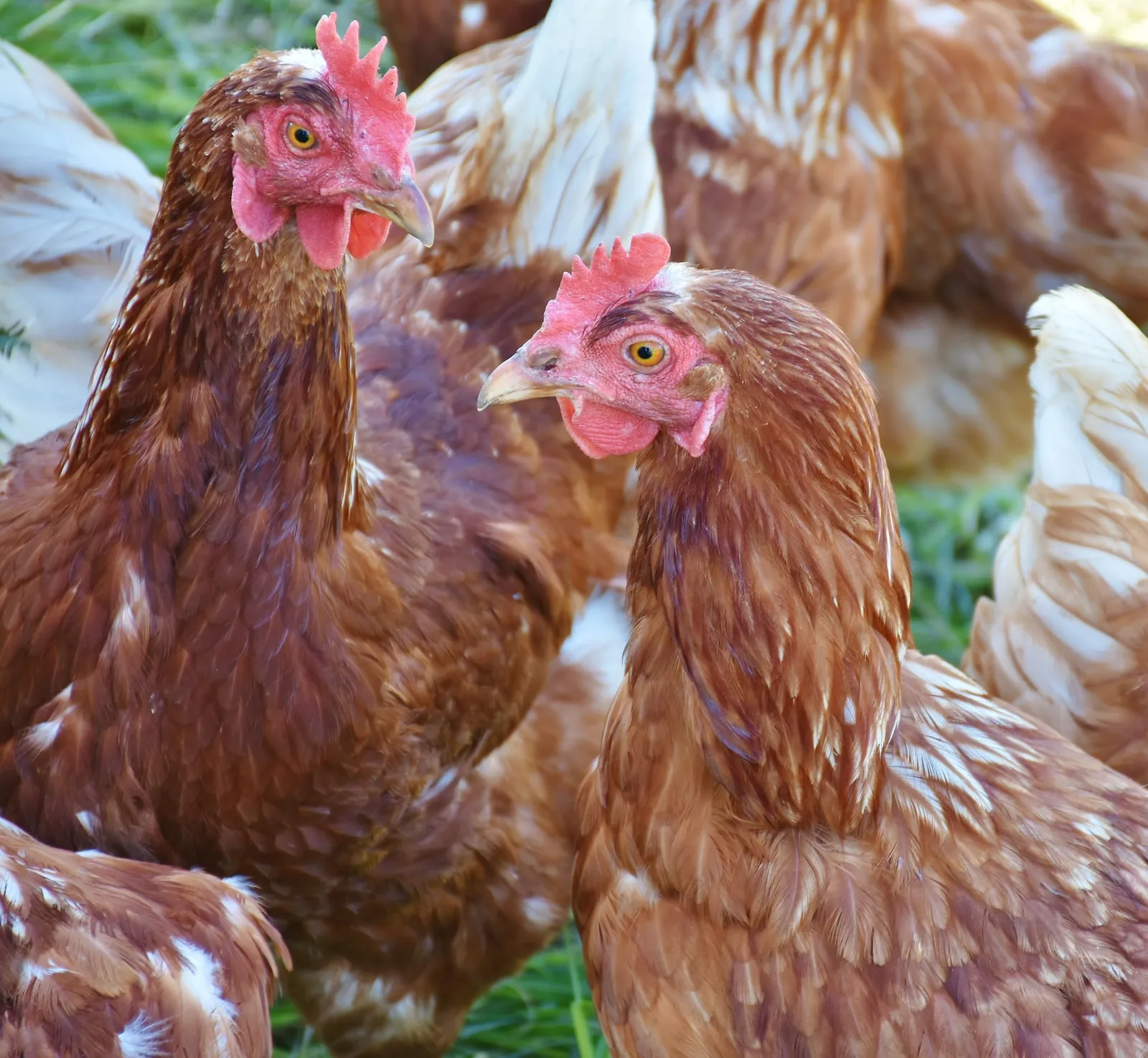 What to feed laying chickens?
