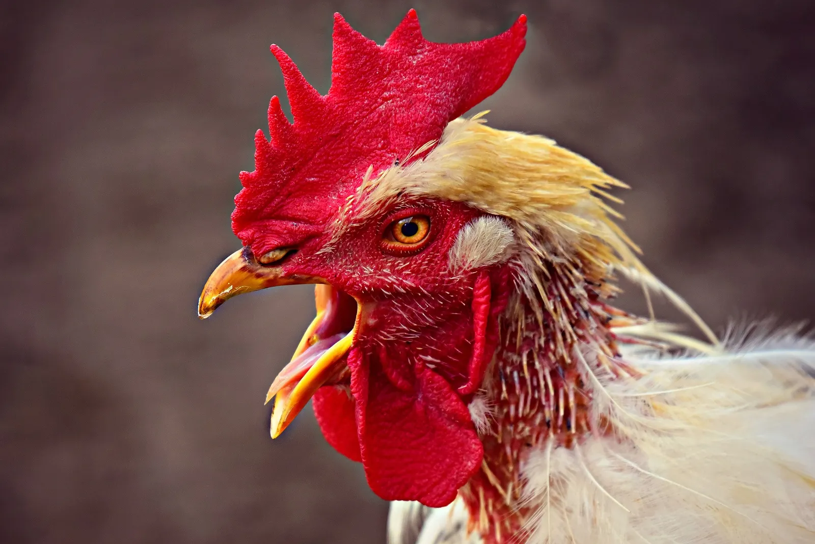 chickens losing feathers