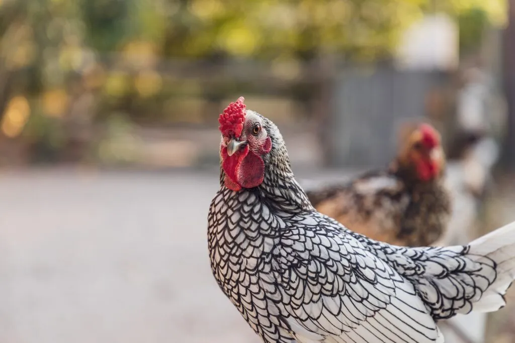 funny chicken names