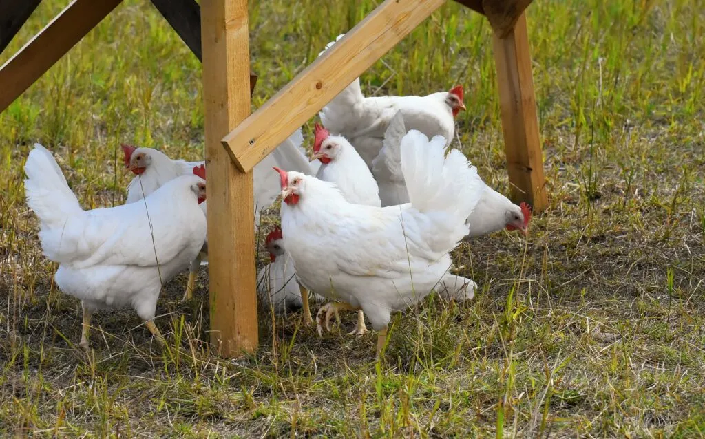 free range chicken eggs