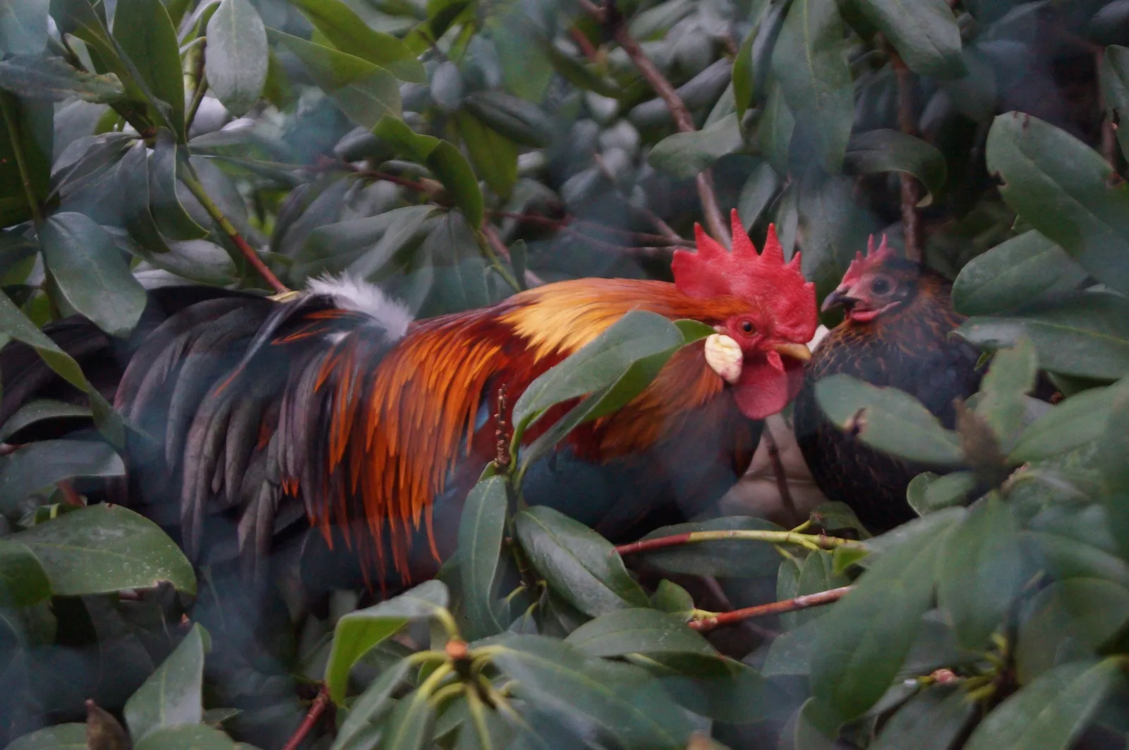 chicken plants