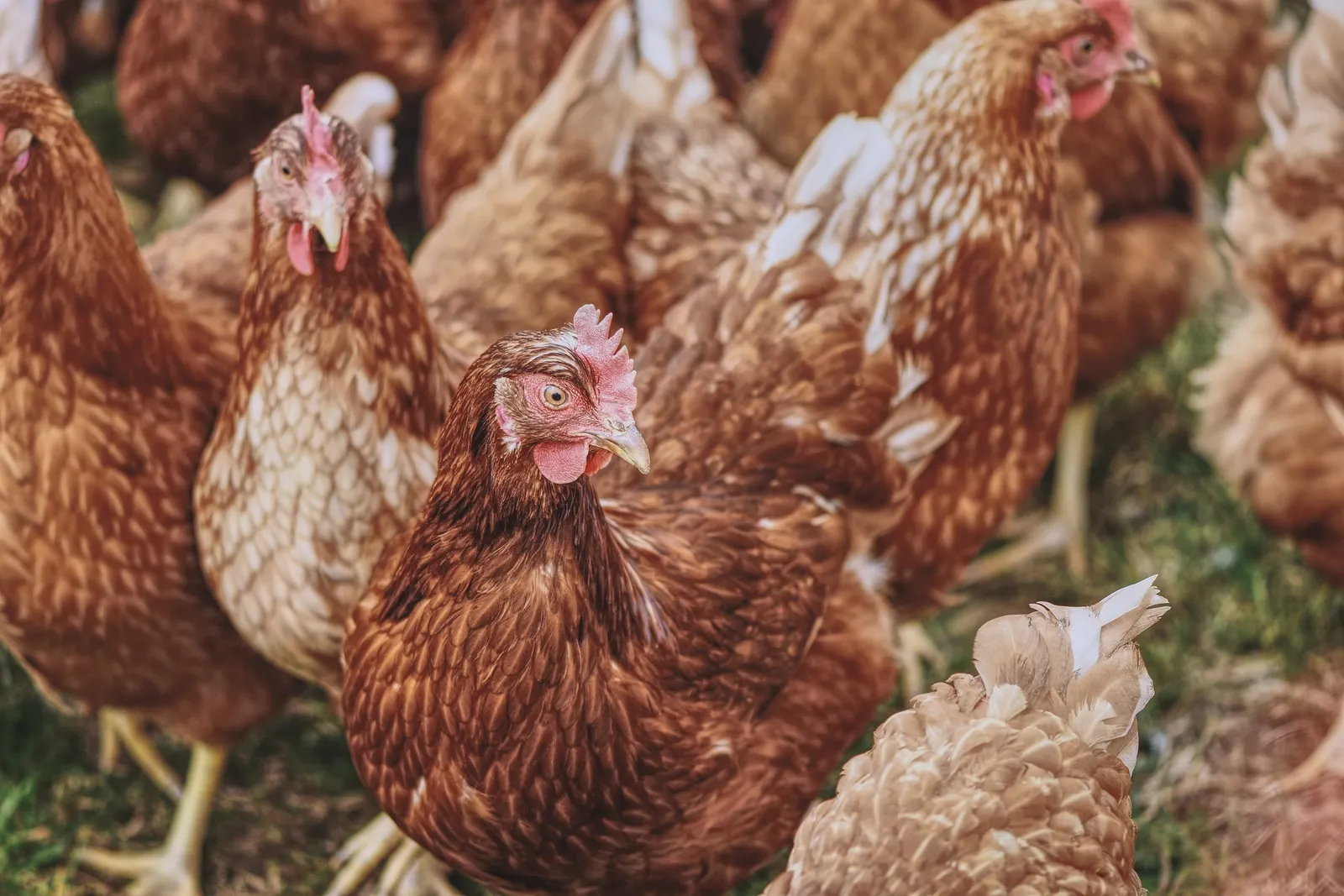 wood chips for chicken run