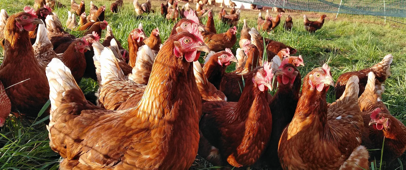 chicken coops for 15 chickens