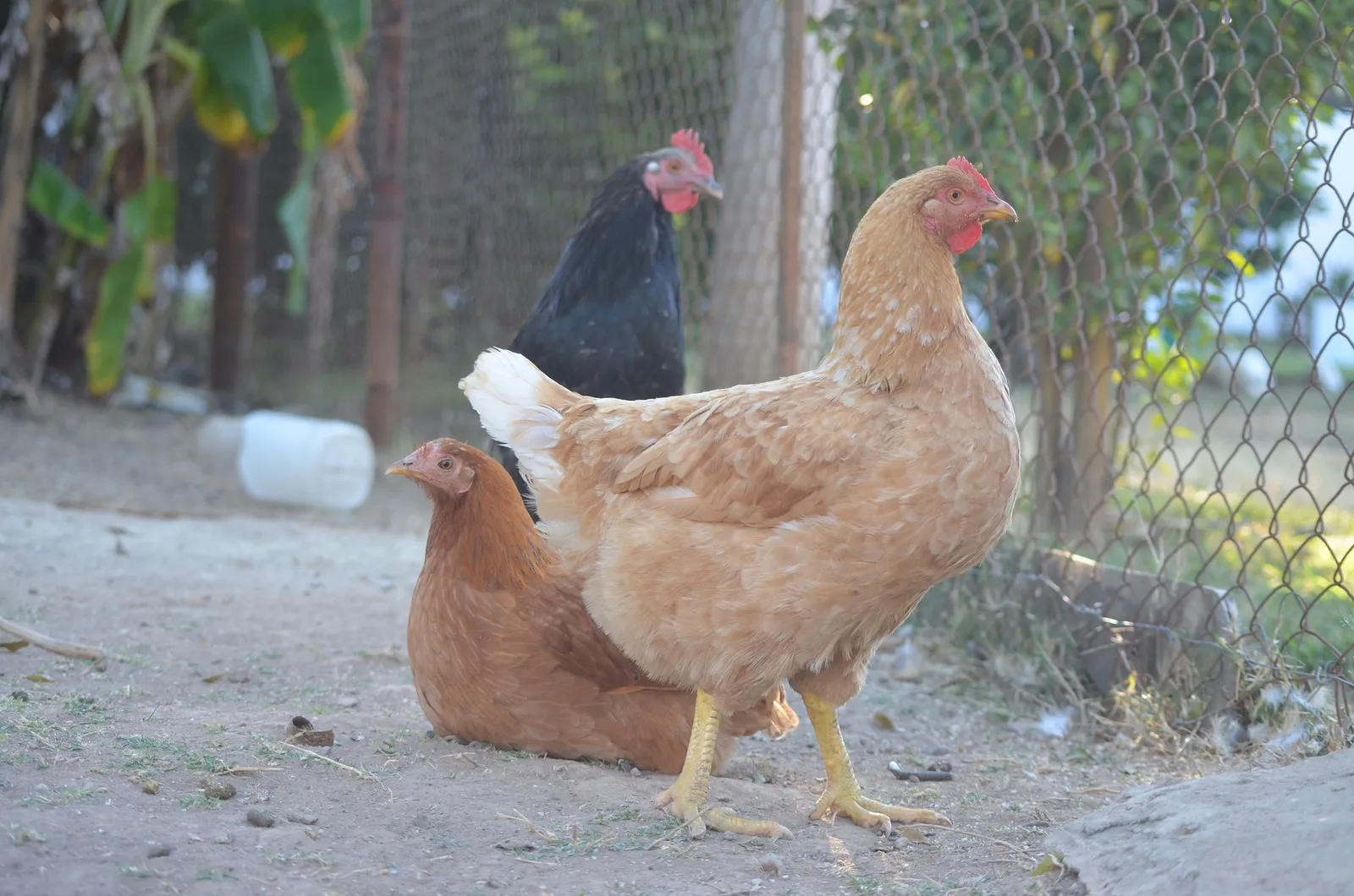 Tylan Chickens