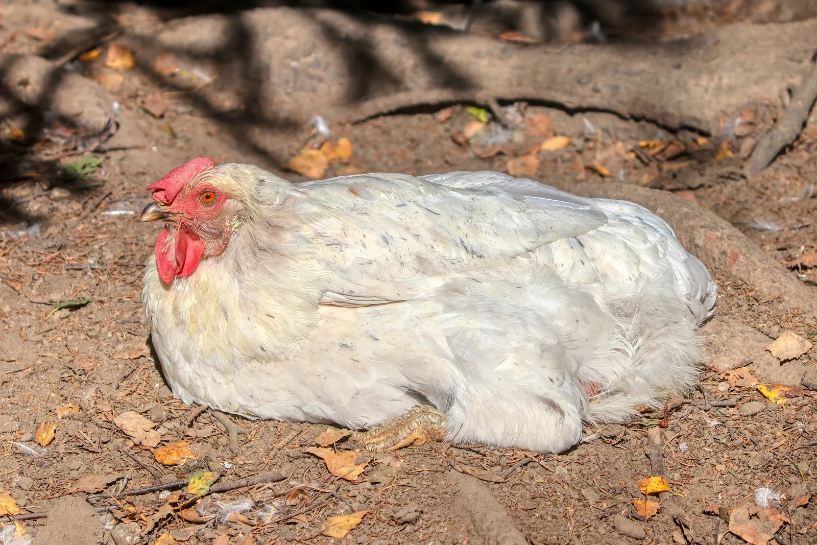 treating chicken mites