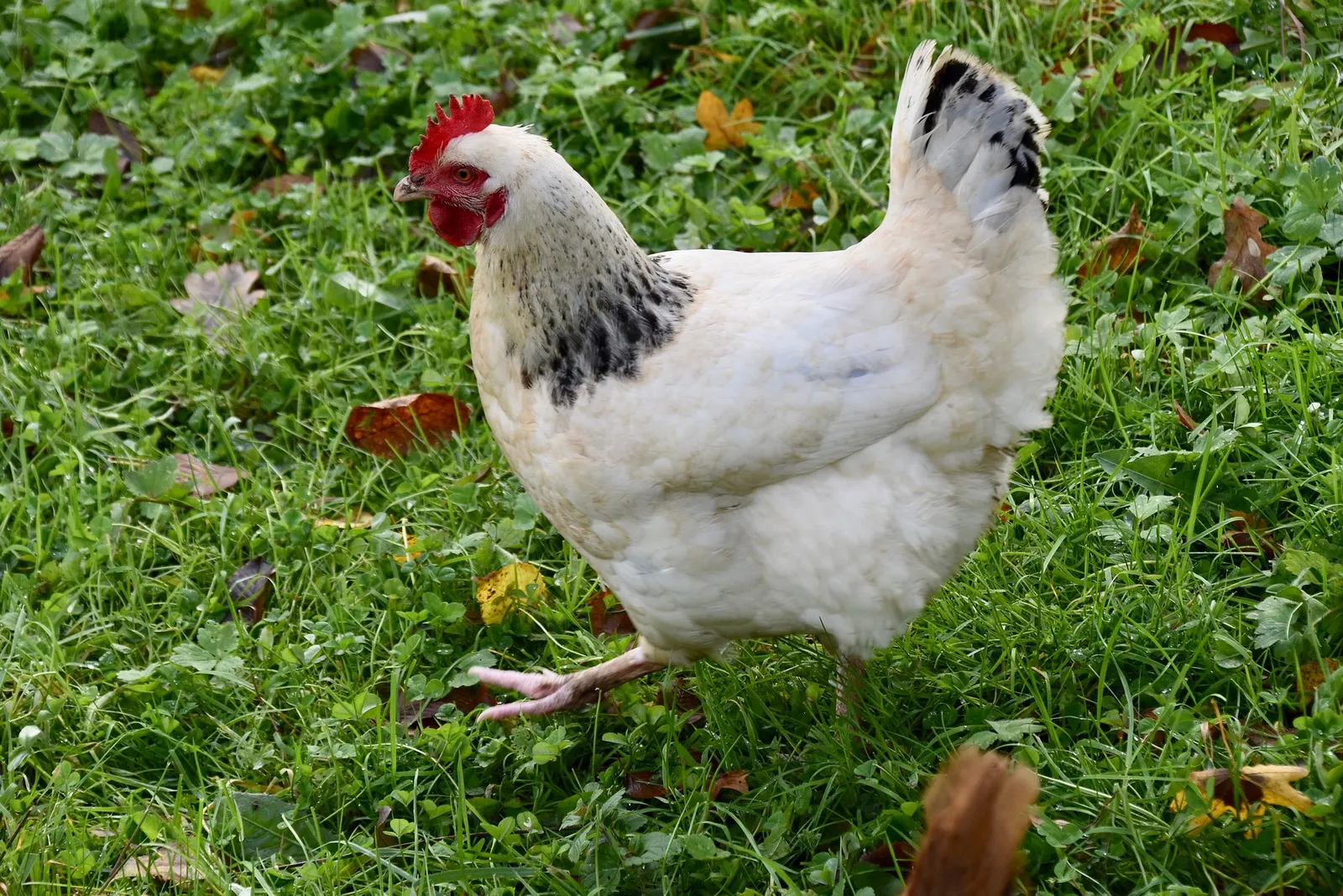 columbian rock chicks