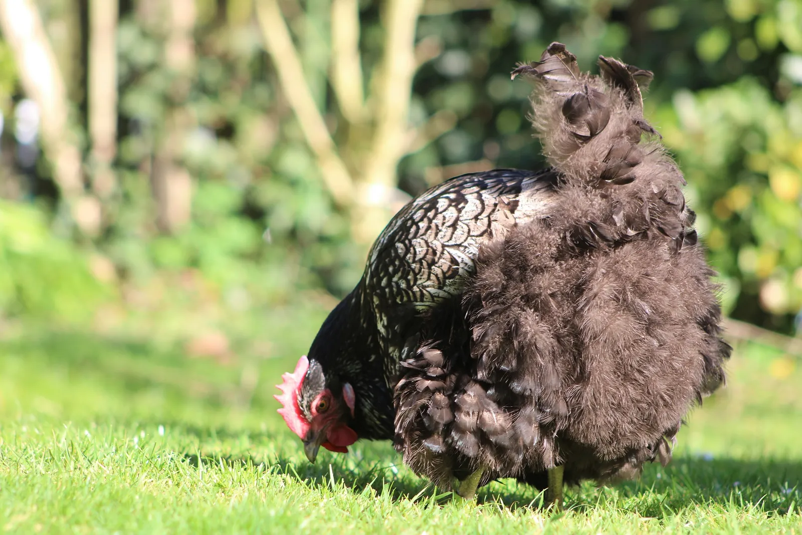 when do chickens molt