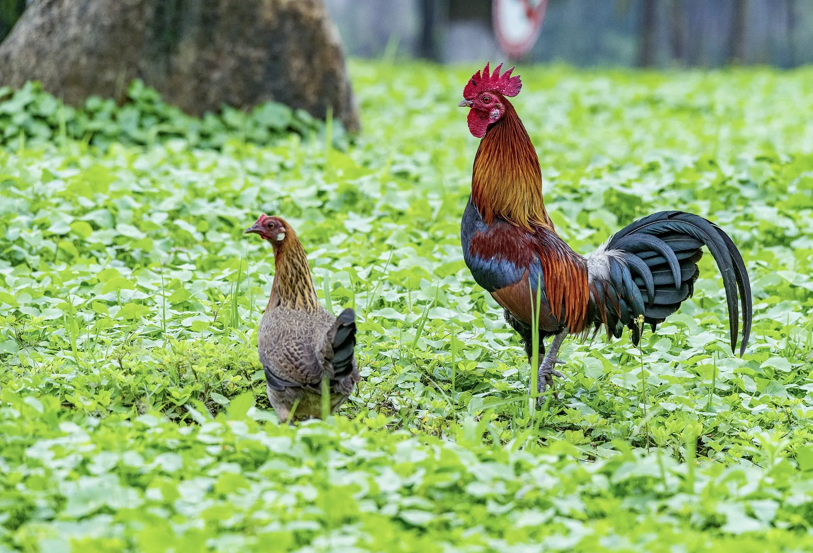roosters and chickens