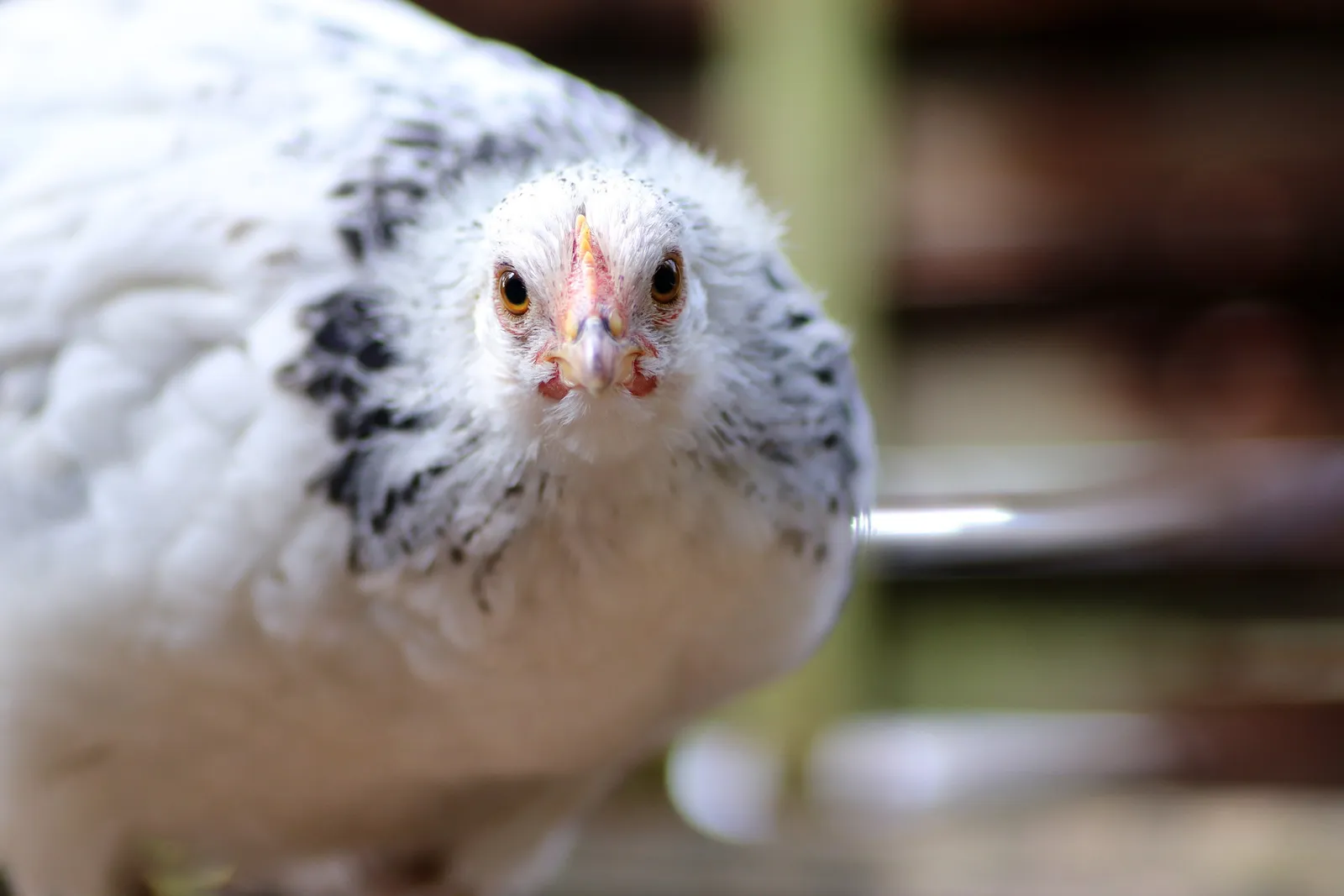 plastic nesting boxes for chickens