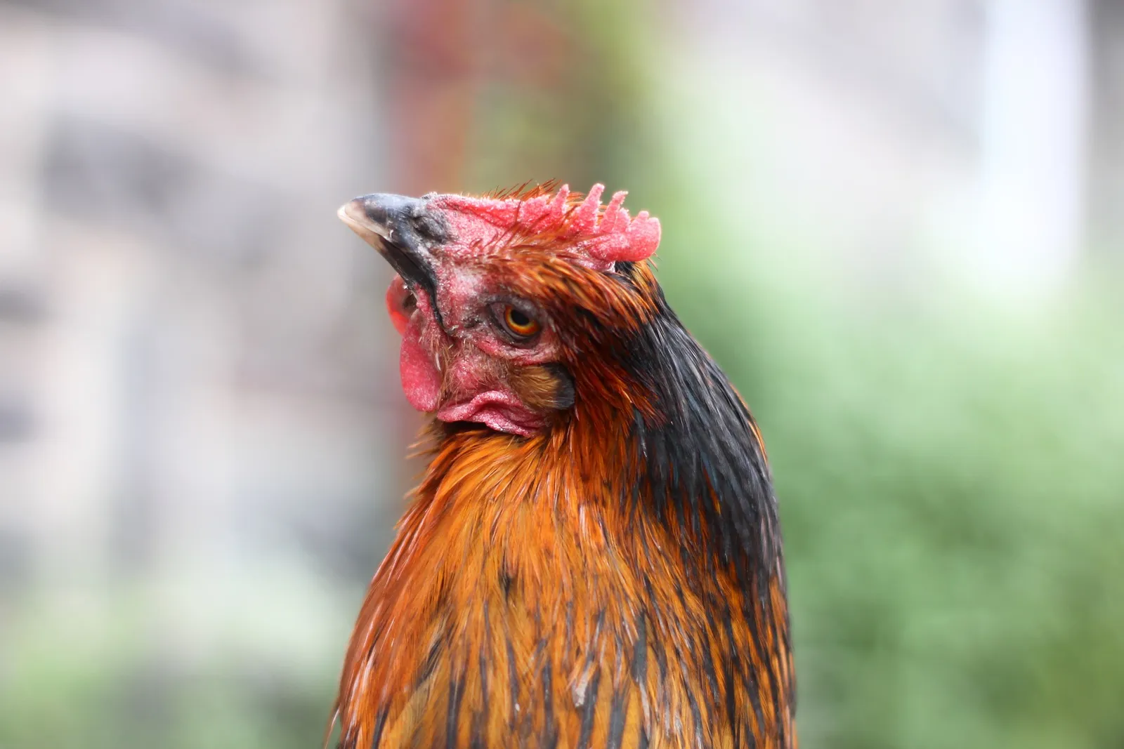chicken sneeze