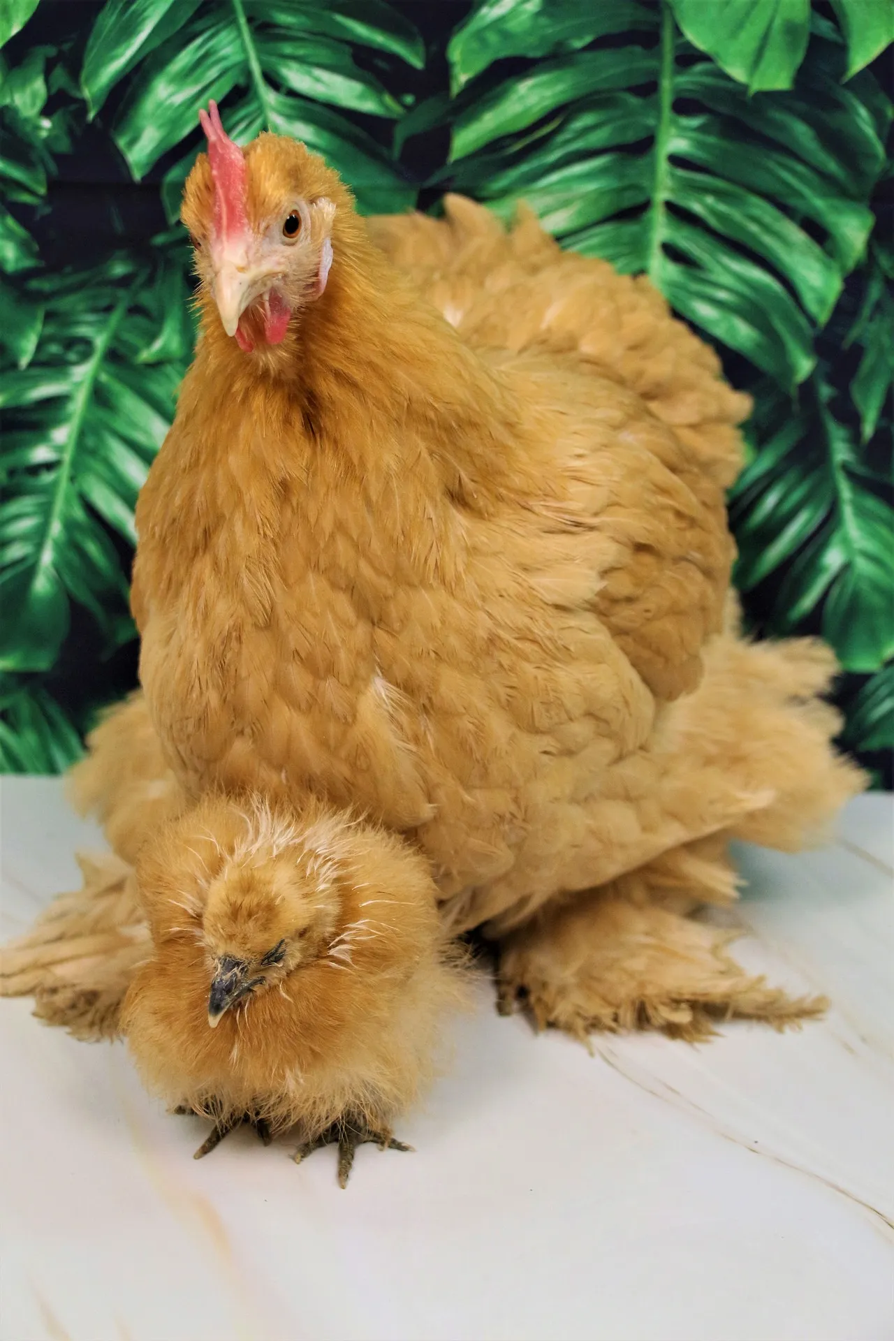 broody hen