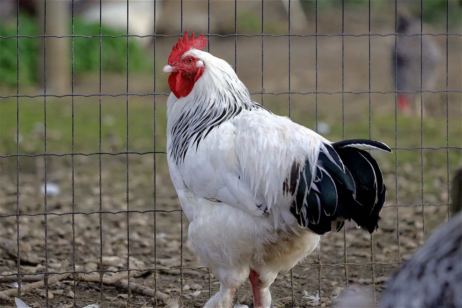 chicken coop perch