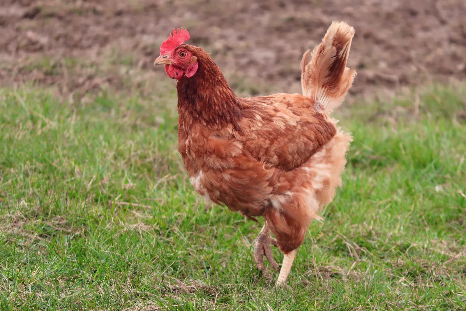 covered chicken run