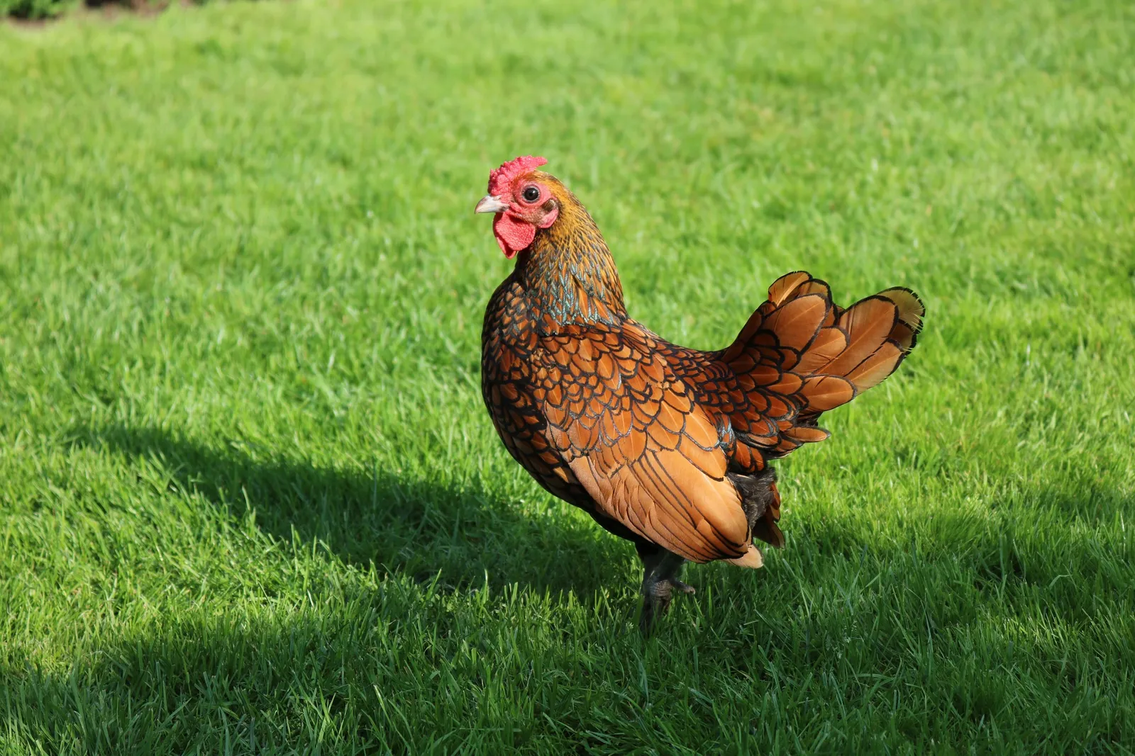 bantam chicken eggs